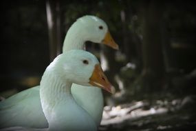 wild white swans in the forest