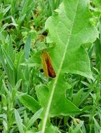 Brown butterfly on the plant