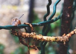 snail on a branch