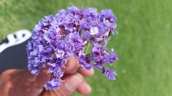 amazing purple beautiful flower