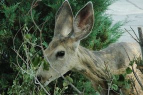 deer head