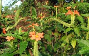 firecracker flowers in wild, india