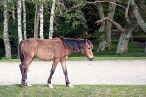 A horse near trees in England