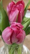 pink tulips flowers blossom