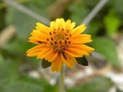 wild yellow flower close-up on blurred background