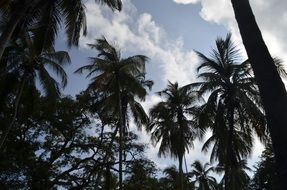 palm trees on an exotic island under white clouds