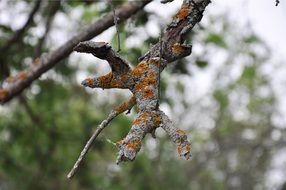 brown lichen on a tree