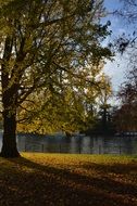 Park landscape in autumn