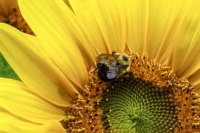 bumblebee on sunflower close up