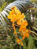 yellow orchids among tropical plants
