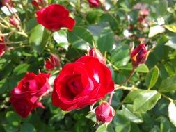 bush of red roses in the garden