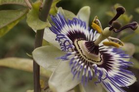 marvelous passion flower