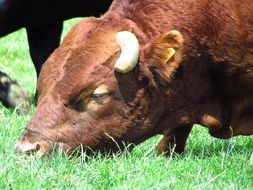 bull grazing in a green meadow