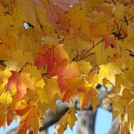 leaves golden fall red nature