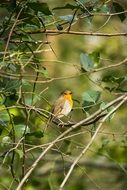 bird on thin tree branches