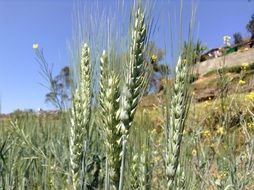 young green wheat spike