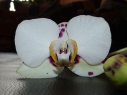 Close-up of the blossoming orchid flowers