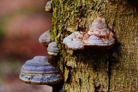 tree mushrooms close-up