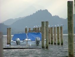 gulls sits at tops of boat posts on foggy lake