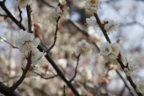 White blooms on branches