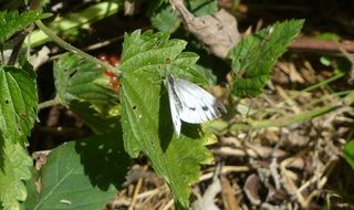 white wild butterfly on the green leaf