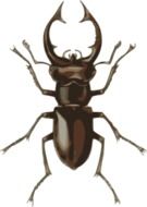 dorbeetle as a graphic illustration
