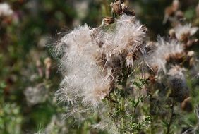 thistle seeds closeup