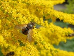 fly on a yellow fluffy branch