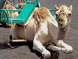 riding people camel