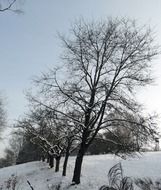 dark trees against white snow