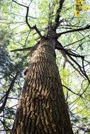 tall tree trunk, bottom view