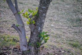 Leaves on the tree