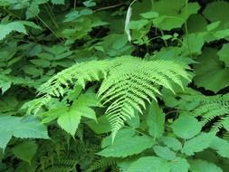 unusually beautiful fern plant