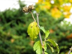 faded plant on a blurred background