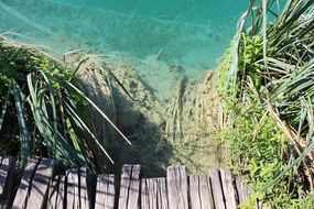 Summer pond