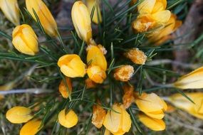 Yellow crocus plant green iced leaves