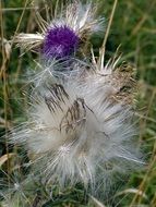 unusually beautiful thistle dry