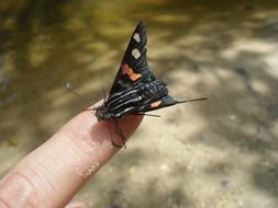 black butterfly sitting on finger