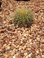 cactus plant in summer