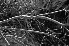 black white photo of tree branches in autumn