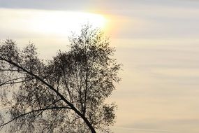 clouds in the sky behind a tree