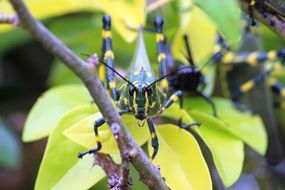 Grasshopper on a branch close-up