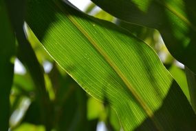 large oblong green leaves in the sunlight