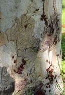 Beetles on the tree
