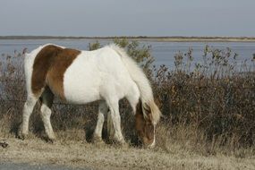 grazing wild pony