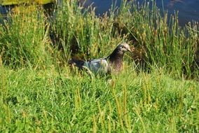 dove in the green grass by the lake