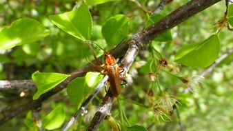 extraordinary beautiful red insects