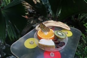 butterfly on the orange slice