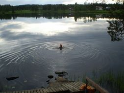 A man swims in the lake
