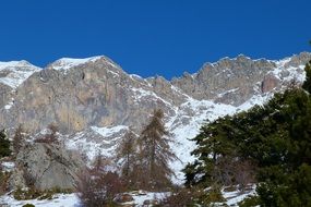 evergreens against the background of the peaks of the Alpine mountains